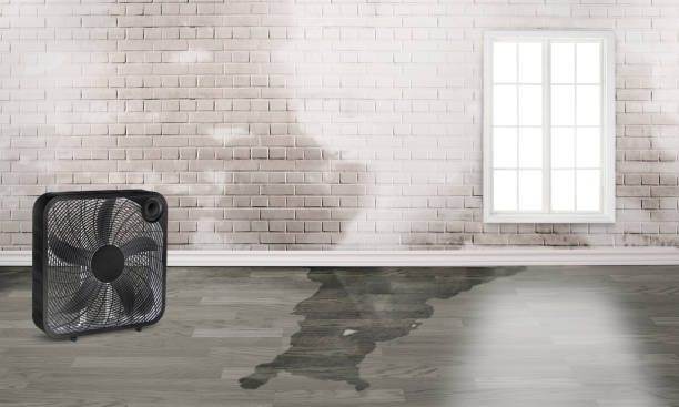 Best Ceiling water damage repair  in Carencro, LA